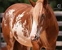 athletic-clydesdale-horse