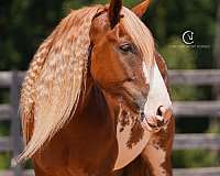 beginner-clydesdale-horse