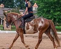 cross-clydesdale-horse
