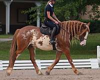 draft-clydesdale-horse