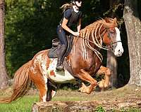 dressage-clydesdale-horse