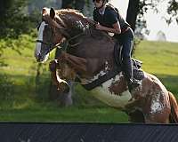 flashy-clydesdale-horse