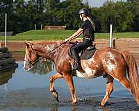 husband-safe-clydesdale-horse