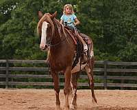 jumping-clydesdale-horse