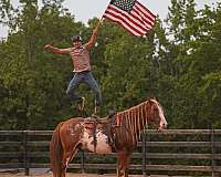 lesson-clydesdale-horse