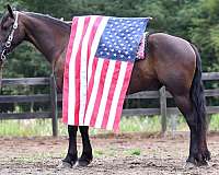 athletic-friesian-horse