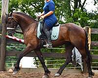 cross-friesian-horse