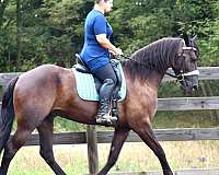 dressage-friesian-horse