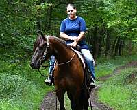 flashy-friesian-horse