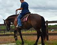 husband-safe-friesian-horse