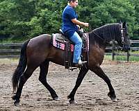 parade-friesian-horse