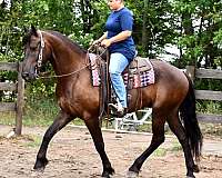 ranch-friesian-horse