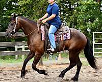 ranch-work-friesian-horse