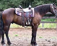 ridden-english-friesian-horse