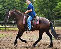 ridden-western-friesian-horse