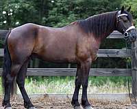 show-friesian-horse