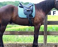 trail-friesian-horse