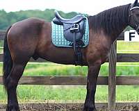 trail-riding-friesian-horse