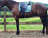 black-friesian-gelding