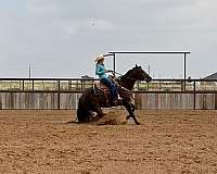 flashy-quarter-donkey