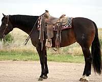 reined-cow-quarter-donkey