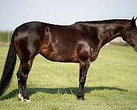 show-quarter-donkey