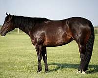 western-riding-quarter-donkey