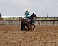 bay-calf-roping-donkey