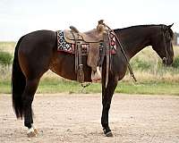 working-cow-quarter-donkey