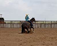 bay-flashy-donkey