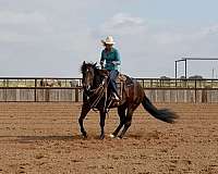 bay-husband-safe-donkey