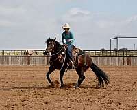 bay-performance-donkey