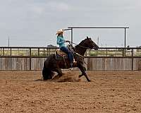 bay-ranch-donkey