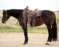 working-cattle-quarter-donkey