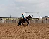 bay-ranch-versatility-donkey