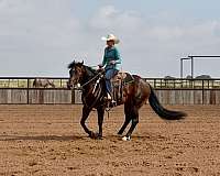 bay-reined-cow-donkey
