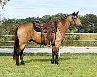 calm-horse-missouri-fox-trotter