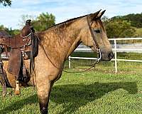 companions-missouri-fox-trotter-horse