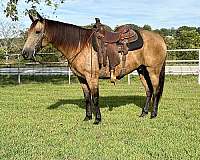 cowboys-missouri-fox-trotter-horse