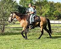 easy-riding-missouri-fox-trotter-horse
