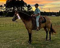 elderly-missouri-fox-trotter-horse