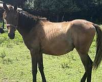 show-jumping-anglo-arabian-horse