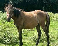 13-hand-anglo-arabian-colt