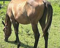 13-hand-anglo-arabian-horse