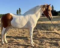 chestnut-overo-icelandic-mare