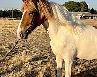 chestnut-overo-usihc-mare