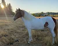 chestnut-overo-usihc-horse
