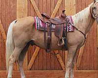 beginner-tennessee-walking-horse