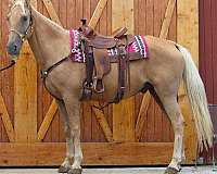 athletic-tennessee-walking-horse