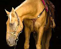 all-around-tennessee-walking-horse